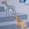 The Curious Dog